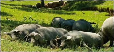 Toujours en Espagne, quelle est la différence entre "jamon ibérico" et le "jamon serrano" ?