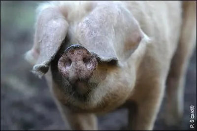 Les appellations (huelva, estremadura, etc.) représentent des variétés locales du "jamon iberico" : de quelle région vient le "guijuelo" ?