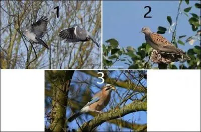 S'il adore les bocages, un homophone jaillit, alors qu'un autre encore se portait en parure de deuil.