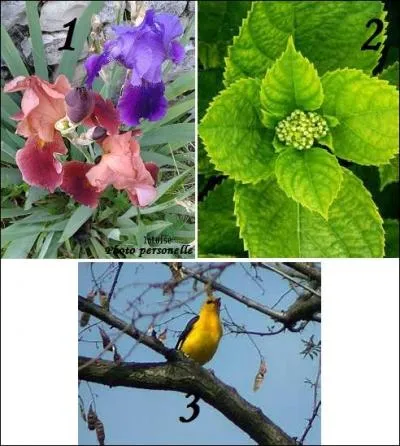 Vous l'avez à l'il, dans le ciel et dans le jardin.