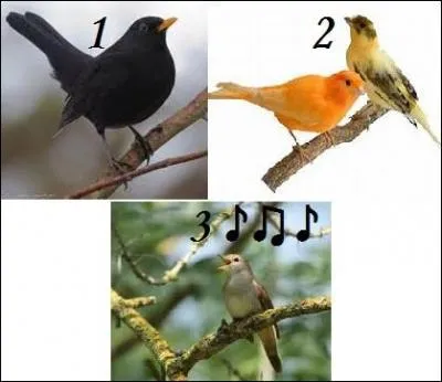 Quand ce mot ne désigne pas une communauté, il chante, plonge ou encore peut être dégusté chez Harry Potter.