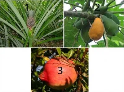 Elle a pour vocation d'éclater mais elle se déguste aussi et à l'occasion se visite en flânant dans les rues du Sacro Monte.