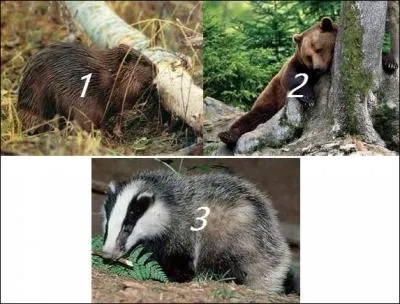 Il est robuste et velu chez les gays, le symbole de la ville de Berlin et parfois de fiction.