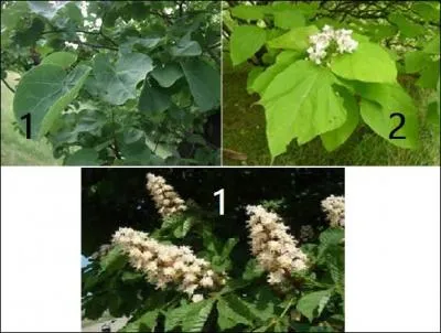 Il est arbre, film japonais et jargon de journaleux.