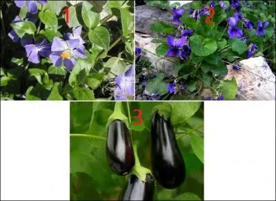 Coquette contractuelle choisissant ses tenues dans le champ chromatique des violets.