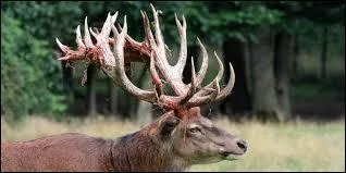 Il risque de disparaître de notre planète.