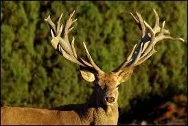 On en fait d'excellentes blanquettes.