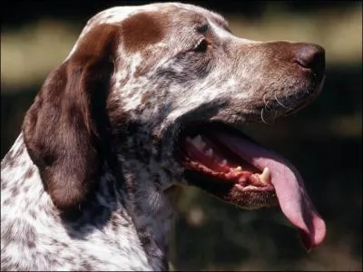 La race de ce chien est le :