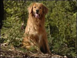 La race de ce chien est le :