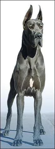 Ce grand chien est un :