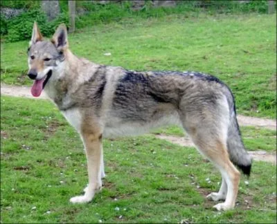 Quelle est la race de ce chien ?