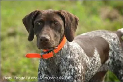 Quelle est la race de ce chien ?