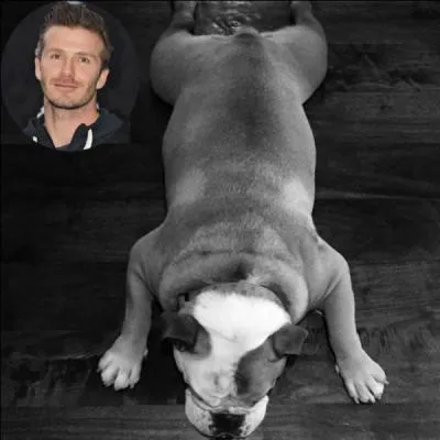 Quelle est la race de « Coco », le chien adoré de David Beckham ?
