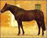 Quelle est la race de ce cheval?