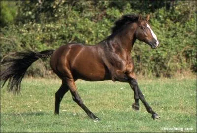 Quelle est la race de ce cheval?