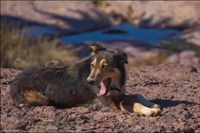 Comme d'habitude, le chien ...