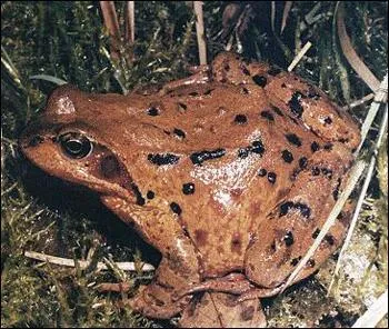 Comment appelle-t-on cette grenouille ?