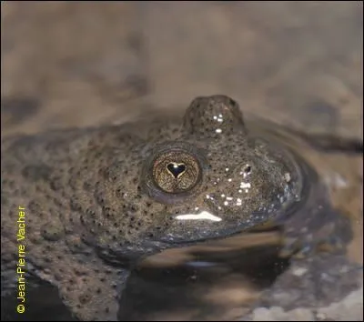 Comment s'appelle cette grenouille aux yeux en coeur ?