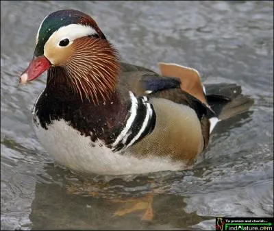 Quel est ce canard ?