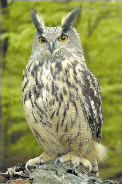 Mais alors, me direz-vous, pourquoi "&Ograve;lt" est devenu "Lot" en fran&ccedil;ais ?