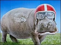 De quelle couleur le lait d'un hippopotame est-il ?