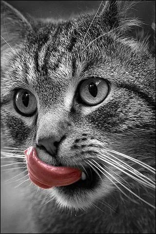 Comment appelle-t-on ce sixième sens chez le chat ?