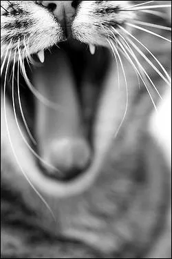 Combien de dents un chat adulte possède-t-il ? (Environ)