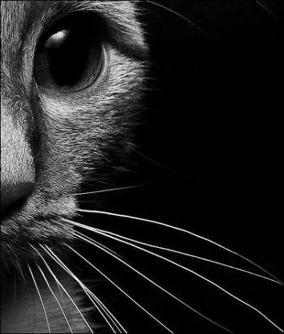 Quelles sont les couleurs qu'un chat peut voir ?