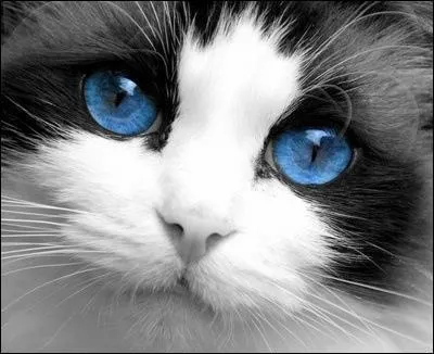 De quelle couleur les yeux des chatons sont-ils ?