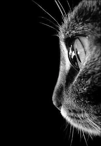 Si les chats voient la nuit, est-ce grâce à la richesse de leurs rétines en cellules spécialisées, appelées bâtonnets ?