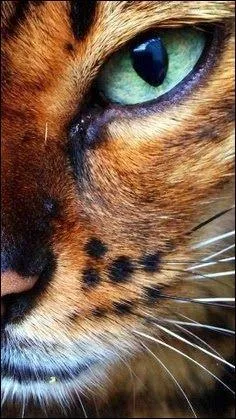 Combien de race de chats sont reconnus par le LOOF ?