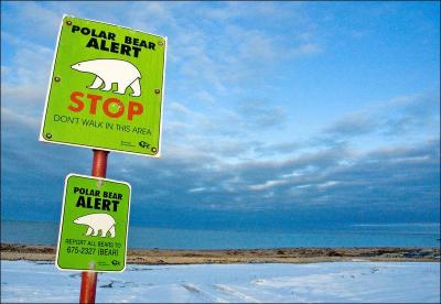 Dans la ville de Churchill, au Canada, surnommée "La capitale des ours polaires", de jour comme de nuit et pendant deux mois ...
