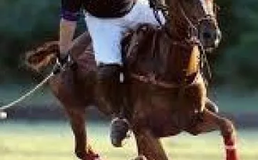 Quiz Galop 2