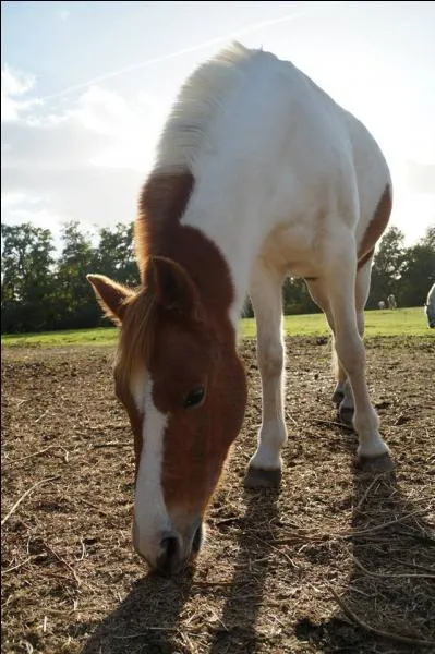De quelle couleur est ce cheval ? (Plus de blanc que de marron)