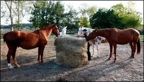 Quel est le rôle du foin pour le cheval ?