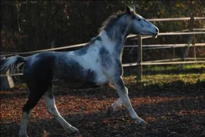 Dans quelle position le cheval peut-il dormir ?