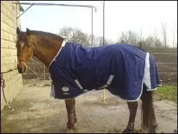 Comment les sangles d'attache de la couverture sous le ventre du cheval sont-elles fixées ?