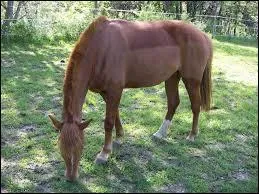 Comment sont les balzanes de ce cheval (antérieurs) ?