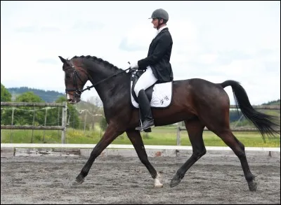 Quelle position doit effectuer le cavalier au galop en dressage ?