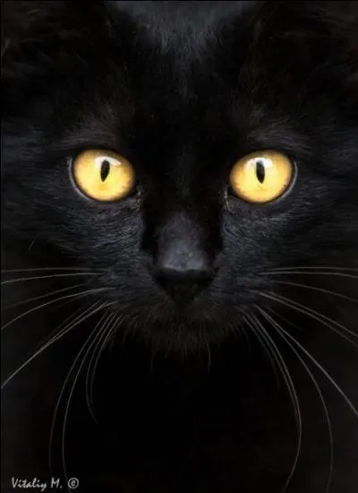 Les chats noirs portent-ils malheur ?