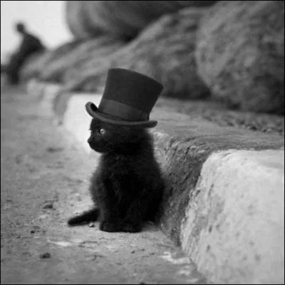 Combien de chats environ sont abandonnés chaque année ?