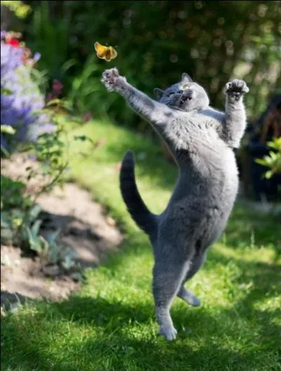 Trouvez l'erreur ! Quel nom n'est pas celui d'une association animale ?