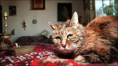 Combien de temps vit un chat ? (environ)