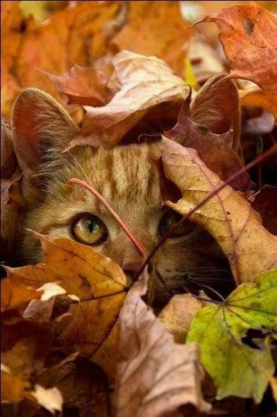 En général, le chat peut-il vivre à l'extérieur ?