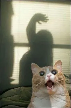 Le chat ronronne aussi car il a peur et qu'il vit du stress.