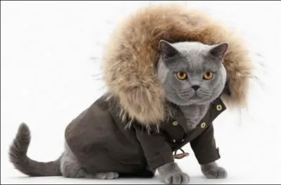 Le chat est-il fait pour porter des vêtements ?