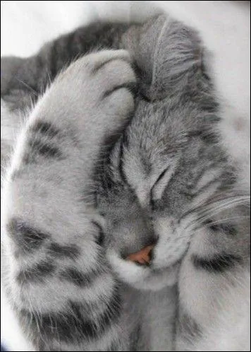 Faut-il donner du lait de vache à un chaton ?