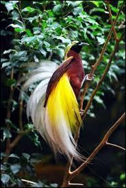 Dans quelle partie du monde pourrez-vous admirer cet oiseau de paradis ?