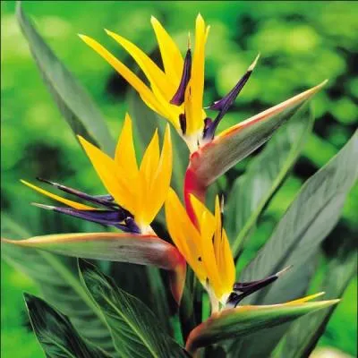 Originaire d'Afrique du Sud, cette plante ornementale se trouve facilement chez les fleuristes :