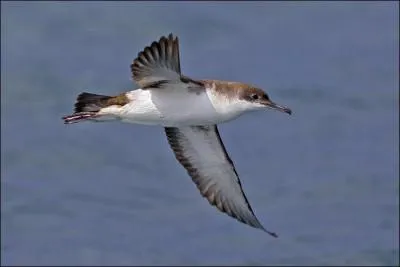 Quel est ce puffin, tr&egrave;s semblable au pr&eacute;c&eacute;dent, qui le remplace en M&eacute;diterran&eacute;e ?